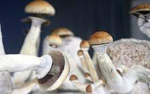 Buy Cheap Magic Mushrooms Online