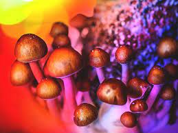 What is Magic Mushrooms : Brief Guide