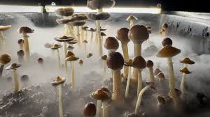What is Magic Mushrooms : Brief Guide